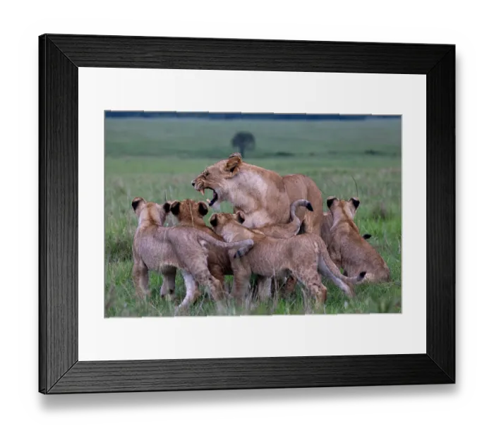 Framed Print : Lion (Panthera leo) female snarling at her group of cubs, Masai Mara National Reserve, Kenya Framed Print : Lion (Panthera leo) female snarling at her group of cubs, Masai Mara National Reserve, Kenya