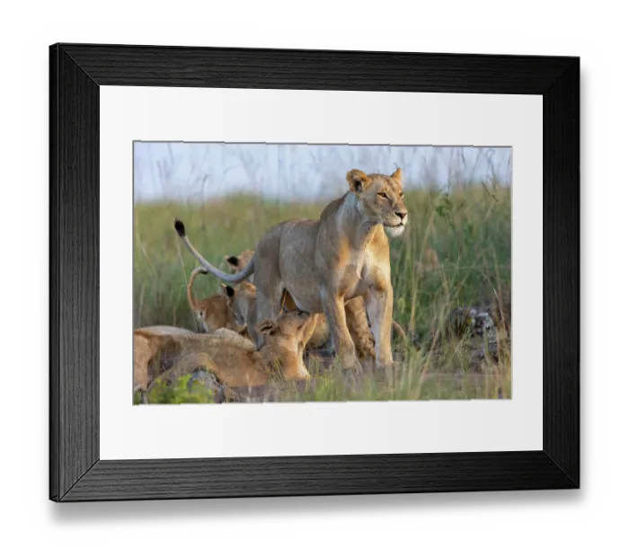Framed Print : Lion (Panthera leo) female, suckling her cubs, Masai Mara National Reserve, Kenya Framed Print : Lion (Panthera leo) female, suckling her cubs, Masai Mara National Reserve, Kenya