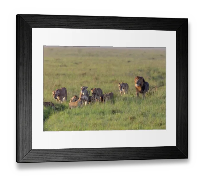 Framed Print : Pride of Lions (Panthera leo) with cubs, walking across the savanna, Masai Mara National Reserve, Kenya Framed Print : Pride of Lions (Panthera leo) with cubs, walking across the savanna, Masai Mara National Reserve, Kenya