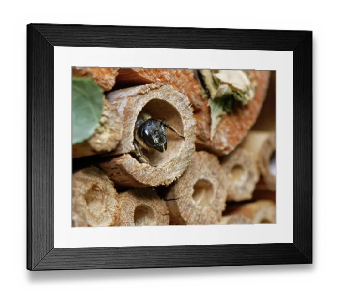 Framed Print : Wood-carving leafcutter bee (Megachile ligniseca) female, looking out from her nest burrow in an insect hotel, Wiltshire garden, UK. July Framed Print : Wood-carving leafcutter bee (Megachile ligniseca) female, looking out from her nest burrow in an insect hotel, Wiltshire garden, UK. July