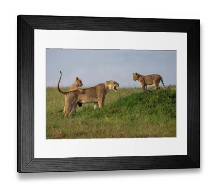 Framed Print : Lion (Panthera leo) female, with two cubs, vocalising, Masai Mara National Reserve, Kenya Framed Print : Lion (Panthera leo) female, with two cubs, vocalising, Masai Mara National Reserve, Kenya