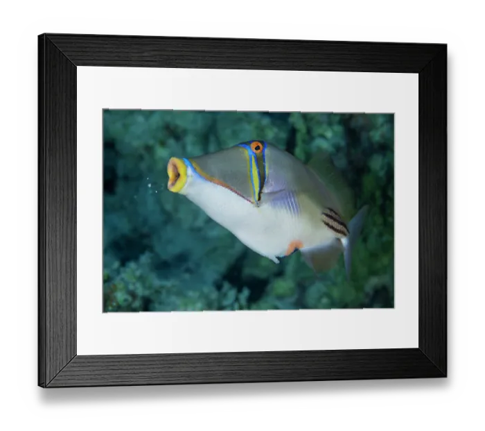 Framed Print : Picasso triggerfish (Rhinecanthus assasi) blowing out pieces of sediment after feeding, Sharm El Shiekh, Sinai, Egypt, Red Sea Framed Print : Picasso triggerfish (Rhinecanthus assasi) blowing out pieces of sediment after feeding, Sharm El Shiekh, Sinai, Egypt, Red Sea