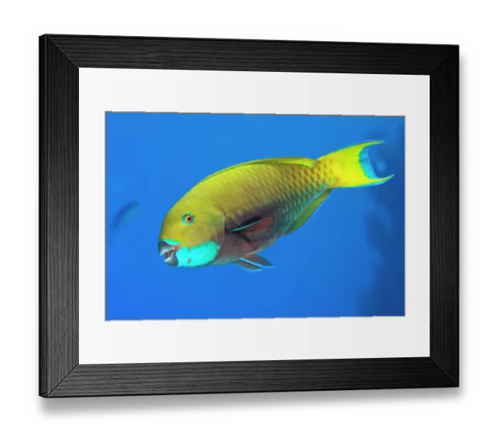 Framed Print : Red Sea steephead parrotfish (Chlorurus gibbus) portrait, Ras Mohammed, Sinai, Egypt, Red Sea Framed Print : Red Sea steephead parrotfish (Chlorurus gibbus) portrait, Ras Mohammed, Sinai, Egypt, Red Sea