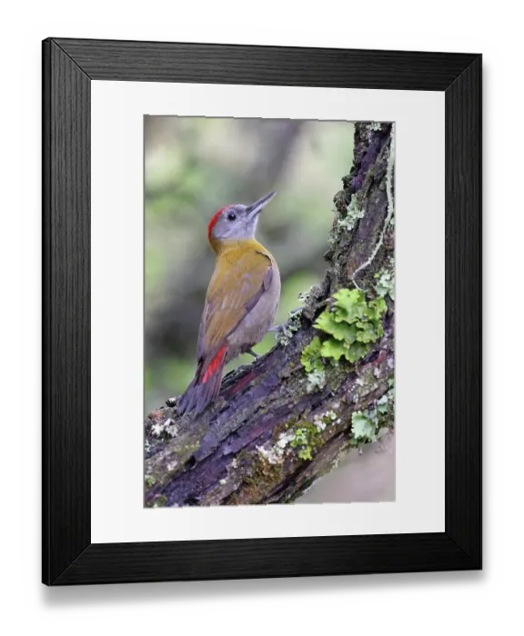 Framed Print : Olive woodpecker (Dendropicos griseocephalus) male, perched on side of tree trunk, Balgowan, KwaZulu Natal, South Africa