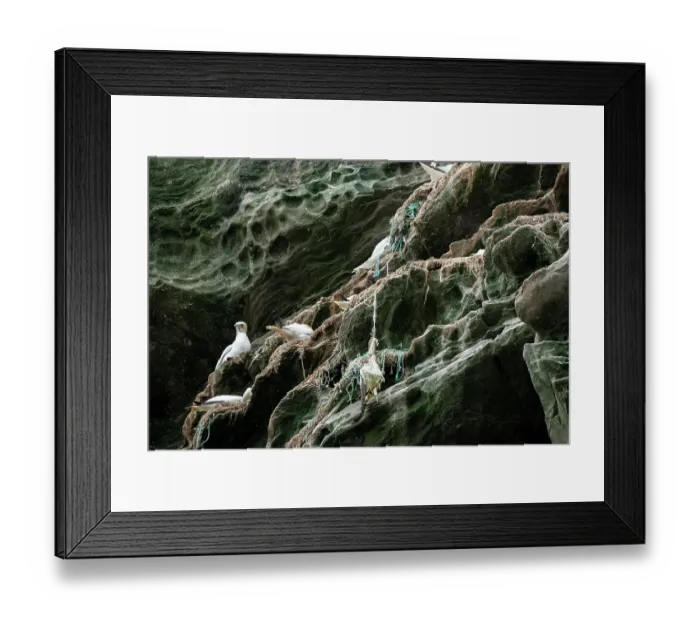 Framed Print : Dead Northern gannet (Morus bassanus) hanging from cliff face entangled in nests made with parts of nylon fishing nets and ropes. Noss National Nature Reserve Framed Print : Dead Northern gannet (Morus bassanus) hanging from cliff face entangled in nests made with parts of nylon fishing nets and ropes. Noss National Nature Reserve