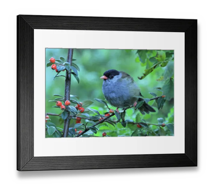 Framed Print : Bush blackcap (Lioptilus nigricapillus) perched in tree, Giant's Castle, Drakensberg, KwaZulu Natal, South Africa Framed Print : Bush blackcap (Lioptilus nigricapillus) perched in tree, Giant's Castle, Drakensberg, KwaZulu Natal, South Africa