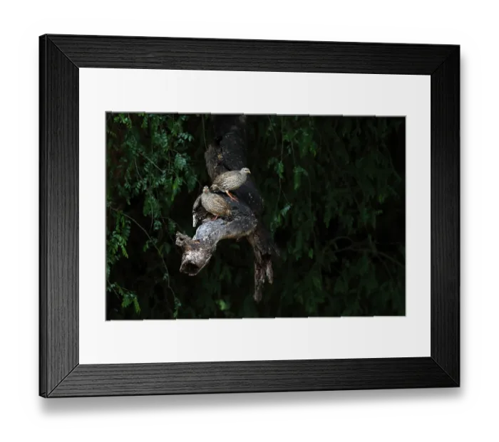 Framed Print : Two Natal spurfowls (Pternistis natalensis) perched on branch in forest, Pafuri, Kruger National Park, South Africa Framed Print : Two Natal spurfowls (Pternistis natalensis) perched on branch in forest, Pafuri, Kruger National Park, South Africa