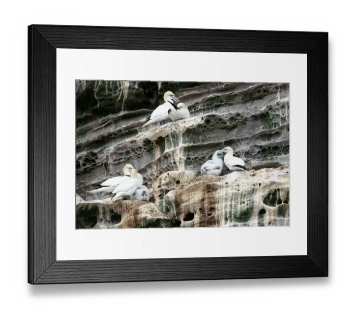 Framed Print : Northern gannets (Morus bassanus) with chicks at nesting site on cliff face, Noss National Nature Reserve. Shetland Isles, Scotland, UK. July Framed Print : Northern gannets (Morus bassanus) with chicks at nesting site on cliff face, Noss National Nature Reserve. Shetland Isles, Scotland, UK. July