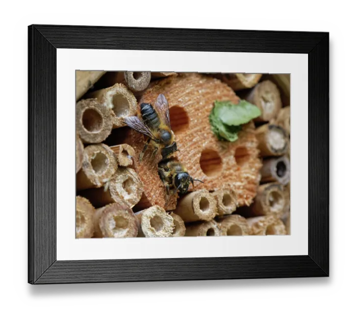 Framed Print : Wood-carving leafcutter bee (Megachile ligniseca) female, attacking another bee she is competing with for a nest burrow within an insect hotel, Wiltshire garden, UK. July Framed Print : Wood-carving leafcutter bee (Megachile ligniseca) female, attacking another bee she is competing with for a nest burrow within an insect hotel, Wiltshire garden, UK. July