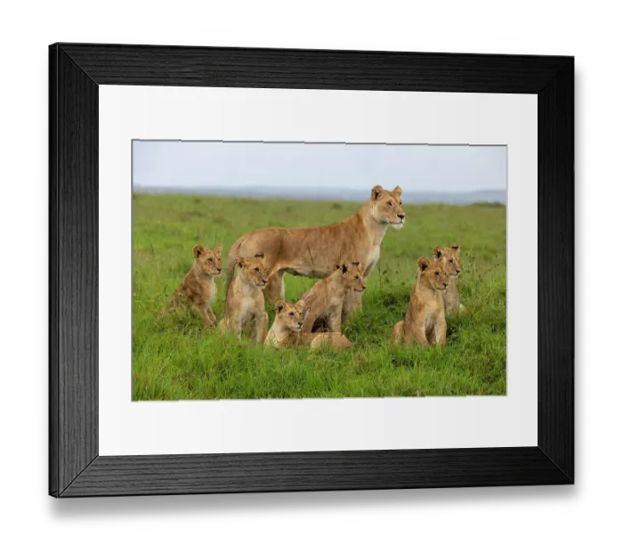 Framed Print : Lion (Panthera leo) female with cubs in the savanna, Masai Mara National Reserve, Kenya Framed Print : Lion (Panthera leo) female with cubs in the savanna, Masai Mara National Reserve, Kenya