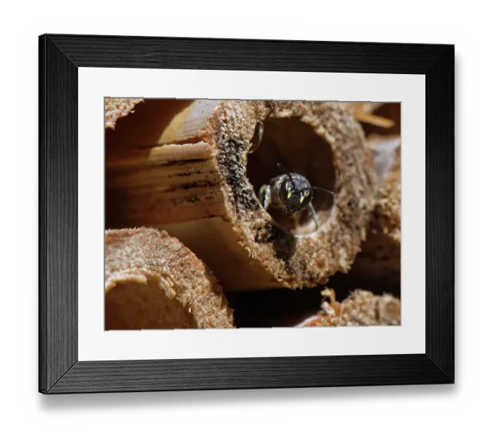 Framed Print : Common yellow-faced bee (Hylaeus communis) emerging from its nest burrow in an insect hotel, Wiltshire garden, UK. July Framed Print : Common yellow-faced bee (Hylaeus communis) emerging from its nest burrow in an insect hotel, Wiltshire garden, UK. July