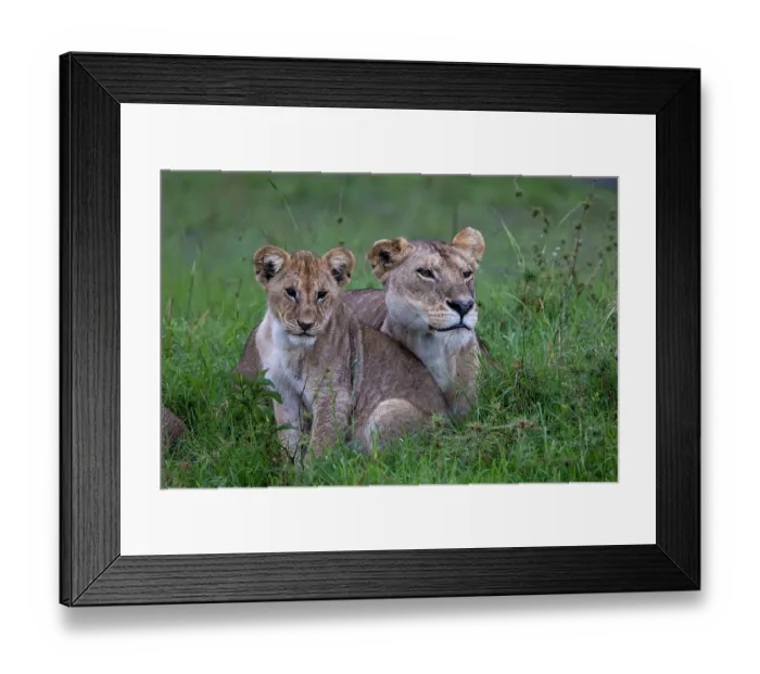 Framed Print : Lion (Panthera leo) female with cub, resting in the savanna, Masai Mara National Reserve, Kenya
