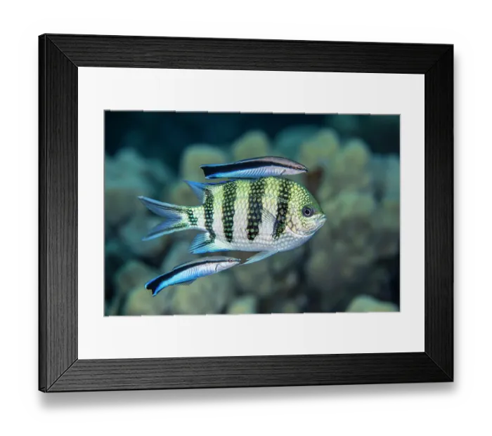 Framed Print : Two Bluestreak cleaner wrasses (Labroides dimidiatus) swimming alongside a Scissortail sergeant (Abudefduf sexfasciatus) at a cleaning station, Sha'ab Mahmood, Sinai, Egypt Framed Print : Two Bluestreak cleaner wrasses (Labroides dimidiatus) swimming alongside a Scissortail sergeant (Abudefduf sexfasciatus) at a cleaning station, Sha'ab Mahmood, Sinai, Egypt