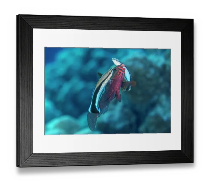 Framed Print : Two Bluestreak cleaner wrasses (Labroides dimidiatus) swimming alongside a Dusky parrotfish (Scarus niger) at a cleaning station, Sha'ab Mahmood, Sinai, Egypt, Red Sea Framed Print : Two Bluestreak cleaner wrasses (Labroides dimidiatus) swimming alongside a Dusky parrotfish (Scarus niger) at a cleaning station, Sha'ab Mahmood, Sinai, Egypt, Red Sea
