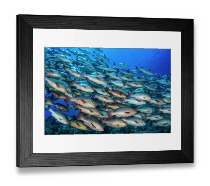 Framed Print : School of Bohar snappers (Lutjanus bohar) swiming over a coral reef, Ras Mohammed, Sinai, Egypt, Red Sea Framed Print : School of Bohar snappers (Lutjanus bohar) swiming over a coral reef, Ras Mohammed, Sinai, Egypt, Red Sea