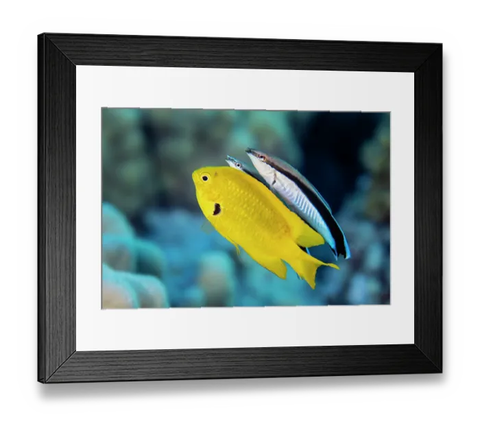 Framed Print : Two Bluestreak cleaner wrasses (Labroides dimidiatus) swimming alongside a Sulphur damselfish (Pomacentrus sulfureus) at a cleaning station, Sha'ab Mahmood, Sinai, Egypt, Red Sea Framed Print : Two Bluestreak cleaner wrasses (Labroides dimidiatus) swimming alongside a Sulphur damselfish (Pomacentrus sulfureus) at a cleaning station, Sha'ab Mahmood, Sinai, Egypt, Red Sea