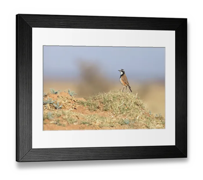 Framed Print : Capped wheatear Oenanthe pileata) perched on dry ground, Kgomo Kgomo, North West Province, South Africa Framed Print : Capped wheatear Oenanthe pileata) perched on dry ground, Kgomo Kgomo, North West Province, South Africa