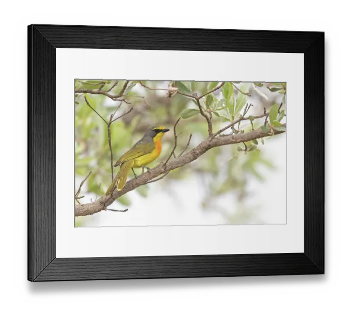 Framed Print : Orange-breasted bush-shrike (Telophorus sulfureopectus) perched in tree, Mabula Game Reserve, South Africa Framed Print : Orange-breasted bush-shrike (Telophorus sulfureopectus) perched in tree, Mabula Game Reserve, South Africa