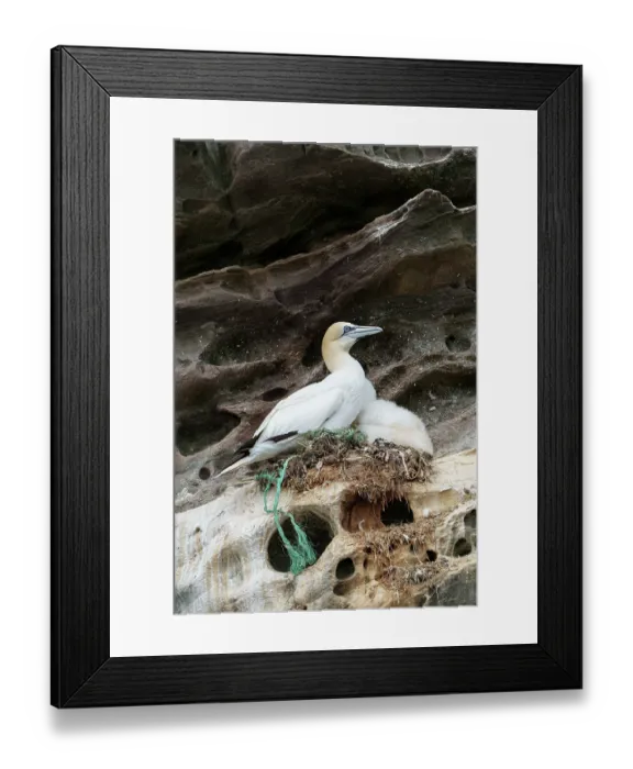 Framed Print : Northern gannets (Morus bassanus) with chick on nest on cliff face, Noss National Nature Reserve. Shetland Isles, Scotland, UK. July Framed Print : Northern gannets (Morus bassanus) with chick on nest on cliff face, Noss National Nature Reserve. Shetland Isles, Scotland, UK. July
