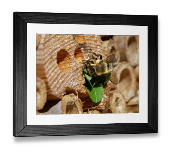 Framed Print : Wood-carving leafcutter bee (Megachile ligniseca) female, sealing her nest in an insect hotel with a leaf circle she has cut from a Rose bush, Wiltshire garden, UK. June Framed Print : Wood-carving leafcutter bee (Megachile ligniseca) female, sealing her nest in an insect hotel with a leaf circle she has cut from a Rose bush, Wiltshire garden, UK. June