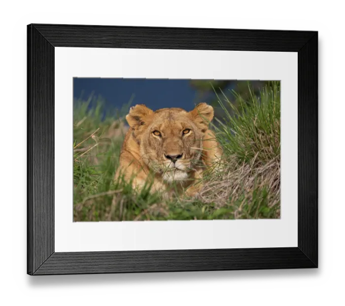 Framed Print : Lion (Panthera leo) female, resting in long grass, Masai Mara National Reserve, Kenya Framed Print : Lion (Panthera leo) female, resting in long grass, Masai Mara National Reserve, Kenya