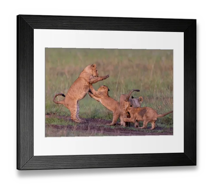 Framed Print : Group of Lion (Panthera leo) cubs playing in the savanna, Masai Mara National Reserve, Kenya Framed Print : Group of Lion (Panthera leo) cubs playing in the savanna, Masai Mara National Reserve, Kenya