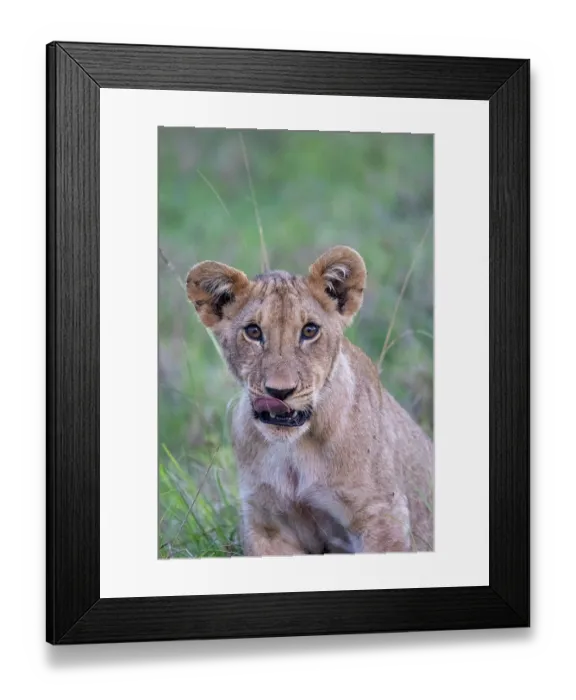 Framed Print : Lion (Panthera leo) juvenile, head portrait, Masai Mara National Reserve, Kenya Framed Print : Lion (Panthera leo) juvenile, head portrait, Masai Mara National Reserve, Kenya