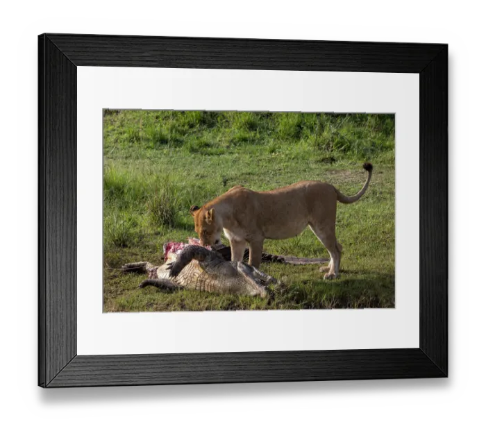 Framed Print : Lion (Panthera leo) female, feeding on Crocodile (Crocodylus niloticus) prey, Masai Mara National Reserve, Kenya Framed Print : Lion (Panthera leo) female, feeding on Crocodile (Crocodylus niloticus) prey, Masai Mara National Reserve, Kenya
