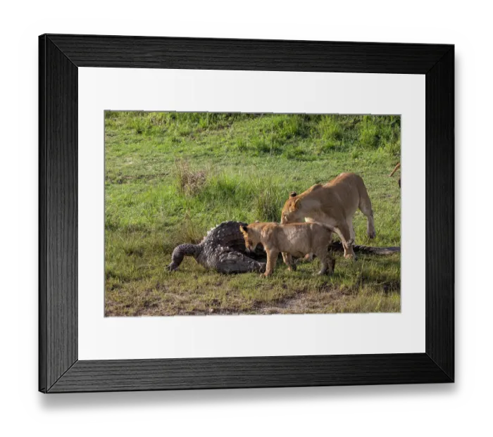 Framed Print : Lion (Panthera leo) female with cub, feeding on Crocodile (Crocodylus niloticus) prey, Masai Mara National Reserve, Kenya Framed Print : Lion (Panthera leo) female with cub, feeding on Crocodile (Crocodylus niloticus) prey, Masai Mara National Reserve, Kenya
