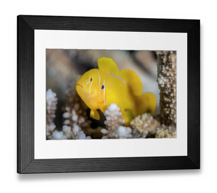 Framed Print : Lemon coralgoby (Gobiodon citrinus) living within a Branching coral (Acropora sp.), Gubal Island, Egypt, Red Sea Framed Print : Lemon coralgoby (Gobiodon citrinus) living within a Branching coral (Acropora sp.), Gubal Island, Egypt, Red Sea