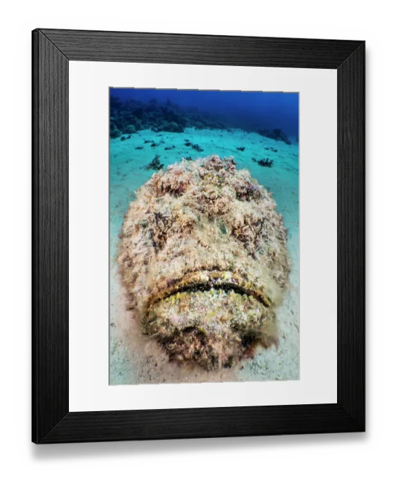 Framed Print : Hairy reef stonefish (Synanceia verrucosa) camouflaged on sandy seabed, Gubal Island, Egypt, Red Sea Framed Print : Hairy reef stonefish (Synanceia verrucosa) camouflaged on sandy seabed, Gubal Island, Egypt, Red Sea