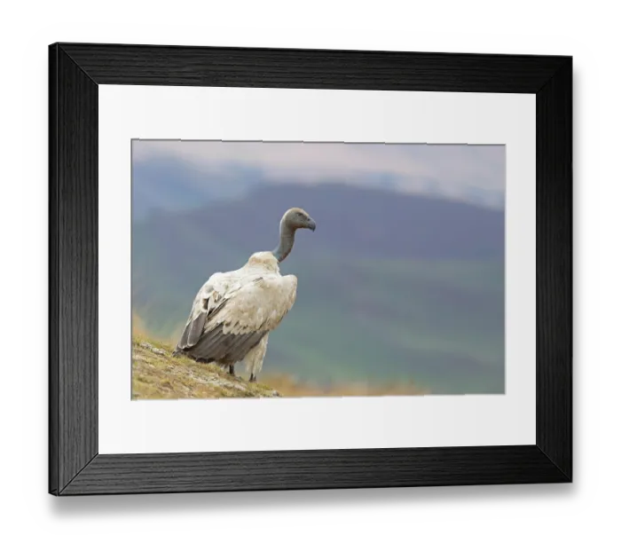 Framed Print : Cape vulture (Gyps coprotheres) perched on mountainside, Giant's Castle, Drakensberg, KwaZulu Natal, South Africa