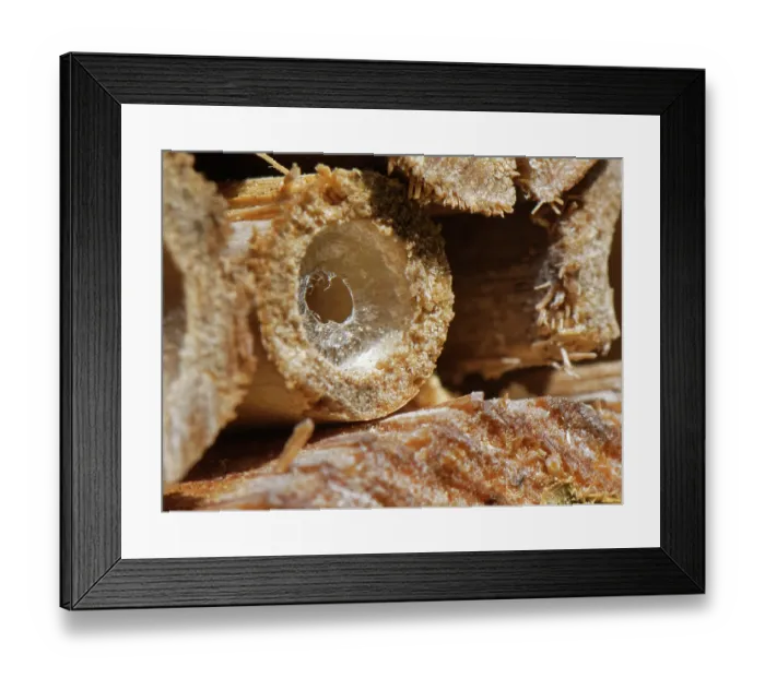 Framed Print : Common yellow-faced bee (Hylaeus communis) nest burrow in an insect hotel, partially sealed up with a cellophane-like secretion, Wiltshire garden, UK. July Framed Print : Common yellow-faced bee (Hylaeus communis) nest burrow in an insect hotel, partially sealed up with a cellophane-like secretion, Wiltshire garden, UK. July