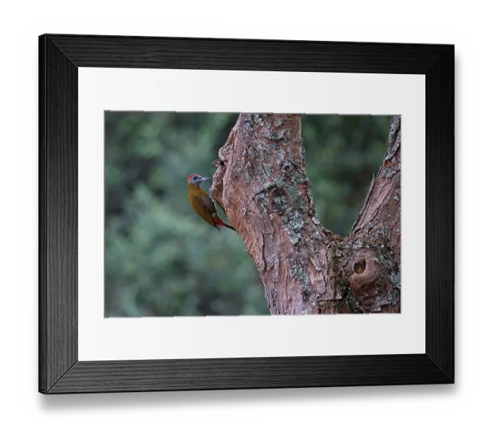 Framed Print : Olive woodpecker (Dendropicos griseocephalus) perched on side of tree trunk, Balgowan, KwaZulu Natal, South Africa Framed Print : Olive woodpecker (Dendropicos griseocephalus) perched on side of tree trunk, Balgowan, KwaZulu Natal, South Africa