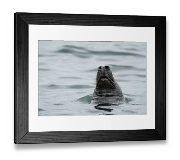Framed Print : Grey seal (Halichoerus grypus) at water surface, Shetland Isles, Scotland, UK, Atlantic Ocean Framed Print : Grey seal (Halichoerus grypus) at water surface, Shetland Isles, Scotland, UK, Atlantic Ocean