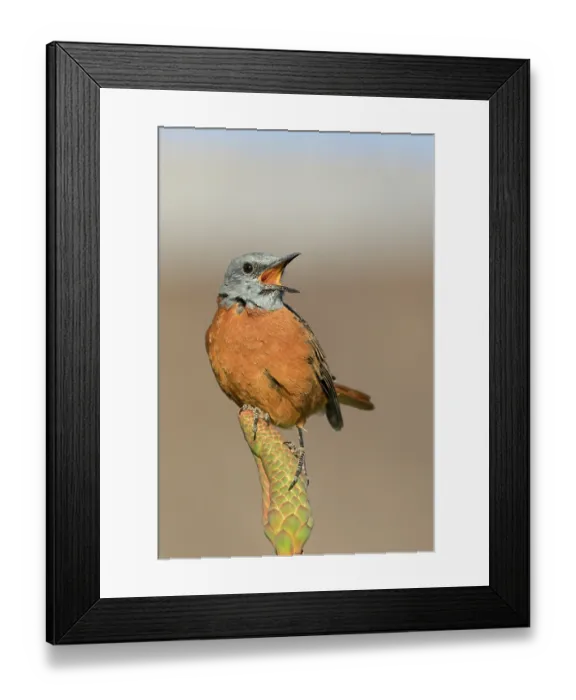 Framed Print : Cape rock thrush (Monticola rupestris) male, calling from a perch, Drakensberg Mountains, South Africa Framed Print : Cape rock thrush (Monticola rupestris) male, calling from a perch, Drakensberg Mountains, South Africa