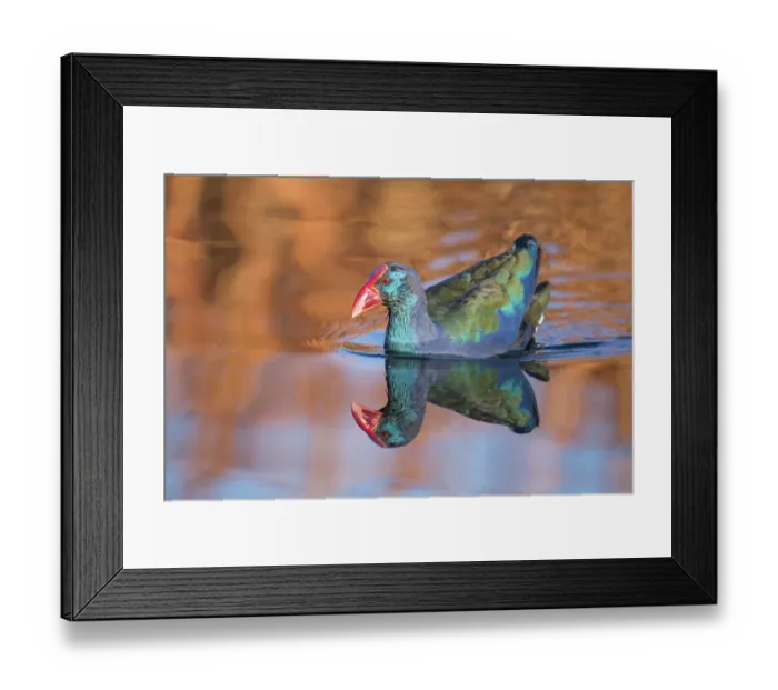 Framed Print : Purple swamphen (Porphyrio porphyrio) on water, Marievale Bird Sanctuary, Nigel, South Africa Framed Print : Purple swamphen (Porphyrio porphyrio) on water, Marievale Bird Sanctuary, Nigel, South Africa