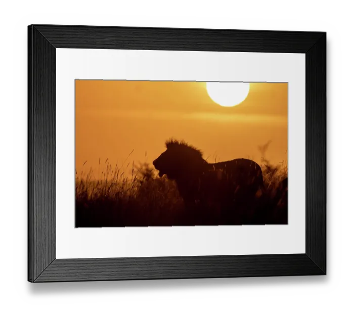 Framed Print : Lion (Panthera leo) male, walking in long grass at sunrise, Masai Mara National Reserve, Kenya