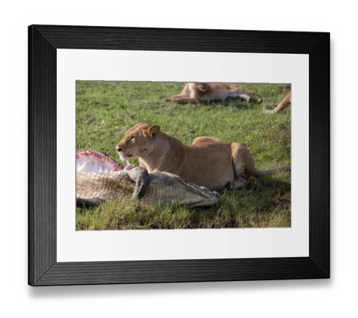 Framed Print : Lion (Panthera leo) female, feeding on Crocodile (Crocodylus niloticus) prey, Masai Mara National Reserve, Kenya