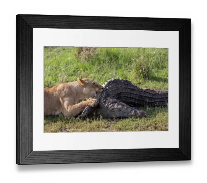 Framed Print : Lion (Panthera leo) female, feeding on Crocodile (Crocodylus niloticus) prey, Masai Mara National Reserve, Kenya Framed Print : Lion (Panthera leo) female, feeding on Crocodile (Crocodylus niloticus) prey, Masai Mara National Reserve, Kenya