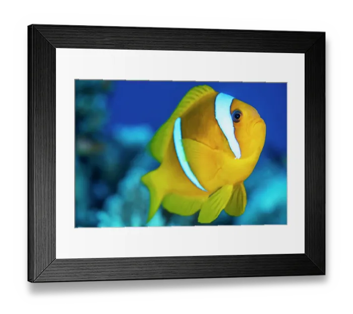 Framed Print : Twoband anemonefish (Amphiprion bicinctus) portrait, Gubal Island, Egypt, Red Sea Framed Print : Twoband anemonefish (Amphiprion bicinctus) portrait, Gubal Island, Egypt, Red Sea
