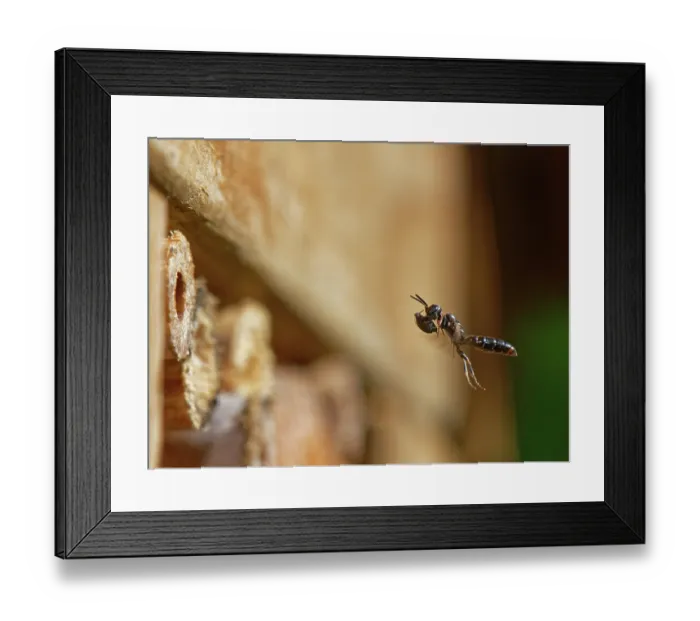 Framed Print : Horned black wasp (Passaloecus corniger) flying with a Black bean aphid (Aphis fabae), probably stolen from the nest of another aphid hunting wasp Framed Print : Horned black wasp (Passaloecus corniger) flying with a Black bean aphid (Aphis fabae), probably stolen from the nest of another aphid hunting wasp