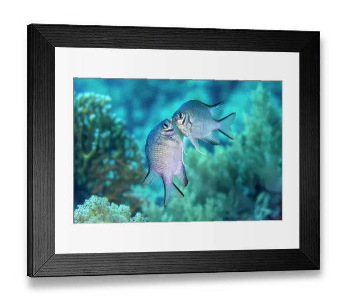 Framed Print : Two White-belly damselfish (Amblyglyphidodon leucogaster) male, fighting over territory on a coral reef, Ras Mohammed National Park, Sinai, Egypt, Red Sea Framed Print : Two White-belly damselfish (Amblyglyphidodon leucogaster) male, fighting over territory on a coral reef, Ras Mohammed National Park, Sinai, Egypt, Red Sea