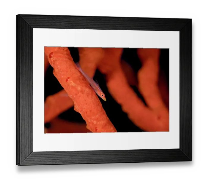 Framed Print : Red Sea sponge ghost goby (Bryaninops spongicolus) resting on a red sponge, Sharm El Sheikh, Sinai, Egypt, Red Sea Framed Print : Red Sea sponge ghost goby (Bryaninops spongicolus) resting on a red sponge, Sharm El Sheikh, Sinai, Egypt, Red Sea