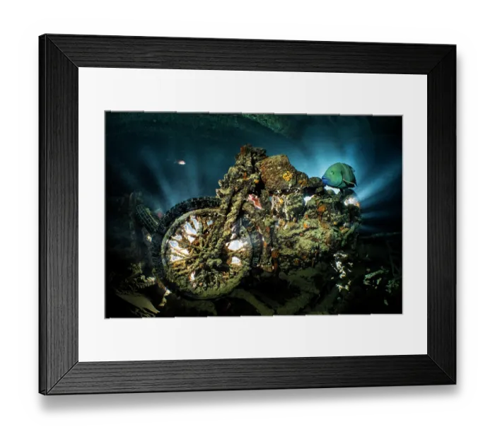 Framed Print : Abudjubbe wrasse (Cheilinus abudjubbe) swimming past a World War II BSA M20 motorbike in the hold of the SS Thistlegorm wreck, Sha'ab Ali, Sinai, Egypt, Gulf of Suez, Red Sea Framed Print : Abudjubbe wrasse (Cheilinus abudjubbe) swimming past a World War II BSA M20 motorbike in the hold of the SS Thistlegorm wreck, Sha'ab Ali, Sinai, Egypt, Gulf of Suez, Red Sea
