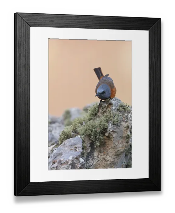 Framed Print : Cape rock thrush (Monticola rupestris) male, crouching behaviour, Giant's Castle, Drakensberg Mountains, South Africa Framed Print : Cape rock thrush (Monticola rupestris) male, crouching behaviour, Giant's Castle, Drakensberg Mountains, South Africa