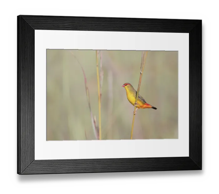 Framed Print : Orange-breasted waxbill (Amandava subflava) male, perched on plant stem, Rietvlei Nature Reserve, Gauteng, South Africa Framed Print : Orange-breasted waxbill (Amandava subflava) male, perched on plant stem, Rietvlei Nature Reserve, Gauteng, South Africa
