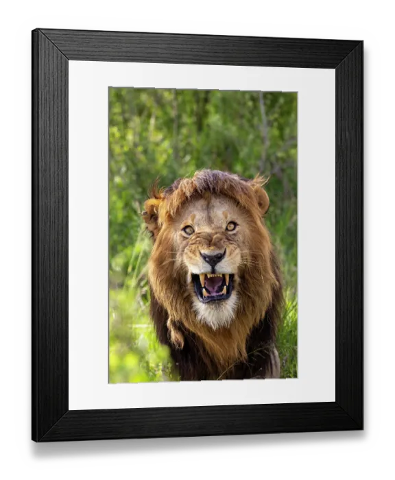 Framed Print : Lion (Panthera leo) male, snarling, portrait, Masai Mara National Reserve, Kenya Framed Print : Lion (Panthera leo) male, snarling, portrait, Masai Mara National Reserve, Kenya