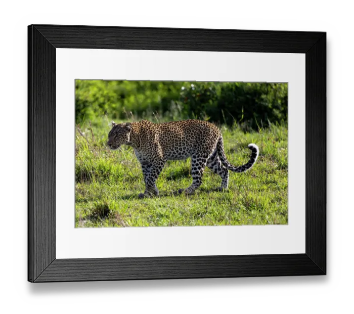 Framed Print : Leopard (Panthera pardus pardus) walking in the savanna, Masai Mara National Reserve, Kenya Framed Print : Leopard (Panthera pardus pardus) walking in the savanna, Masai Mara National Reserve, Kenya