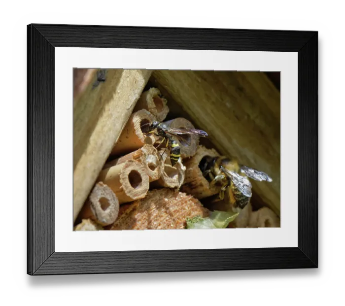 Framed Print : Mason wasp / Potter wasp (Ancistrocerus sp.) entering its nest hole in an insect hotel close to a Wood-carving leafcutter bee (Megachile ligniseca) entering a larger bamboo tube Framed Print : Mason wasp / Potter wasp (Ancistrocerus sp.) entering its nest hole in an insect hotel close to a Wood-carving leafcutter bee (Megachile ligniseca) entering a larger bamboo tube